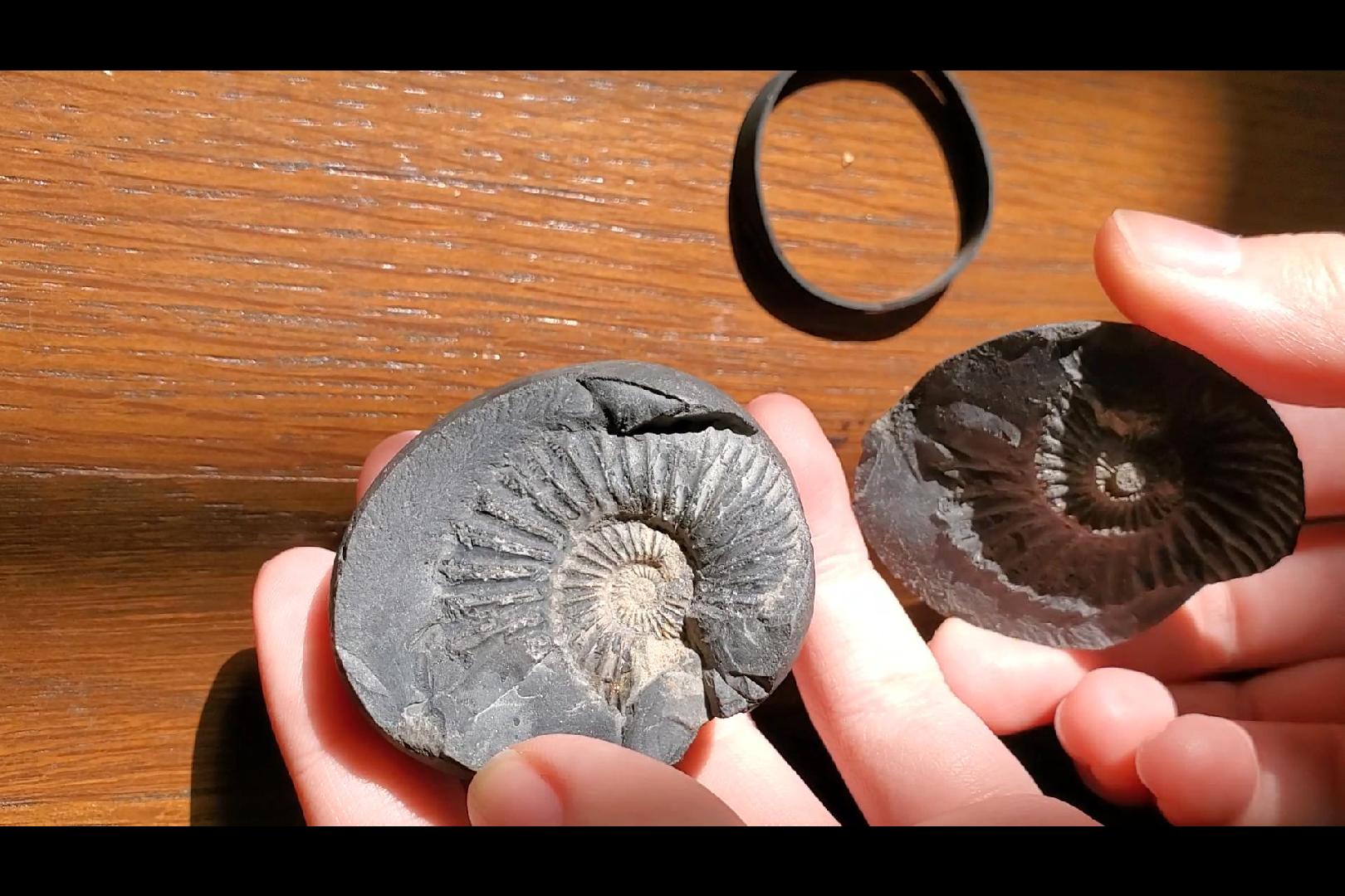 億千万年の割符～時を閉じ込めた石・シャリグラム | ハンドメイド